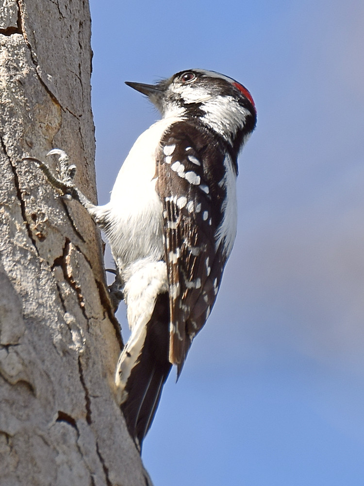 WoodPecker6.jpg