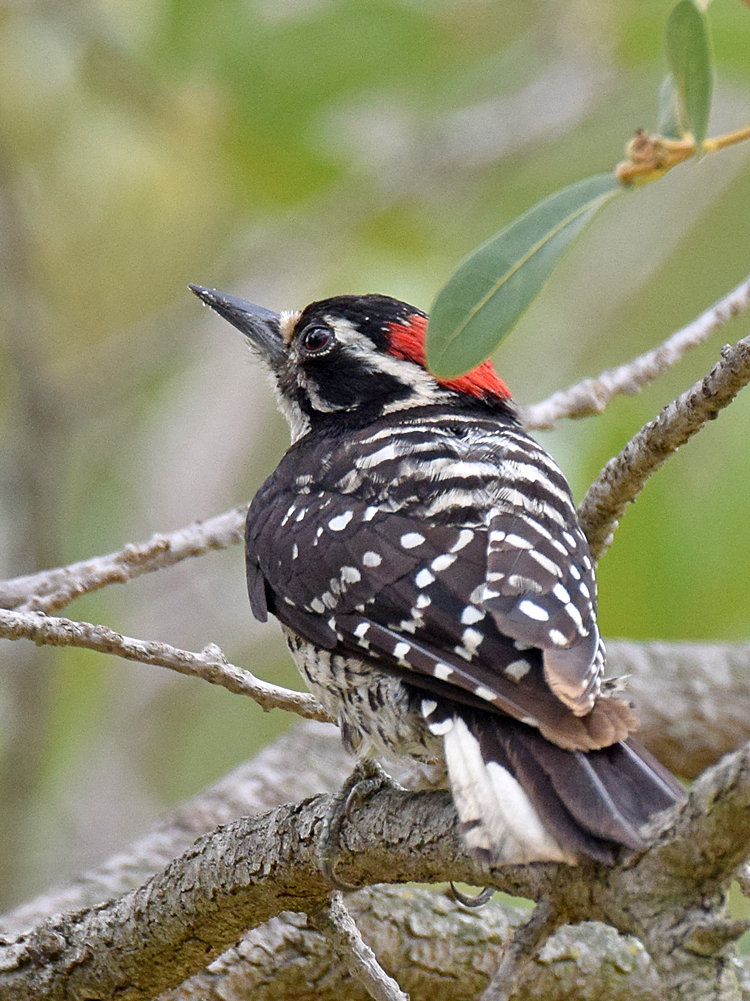 Woodpecker6.jpg