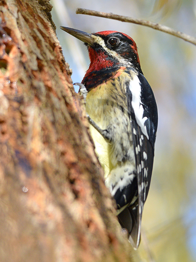 WoodPecker6.jpg
