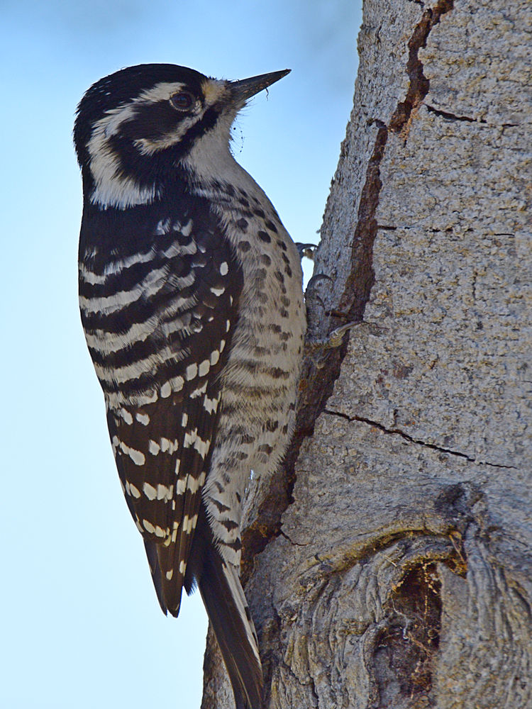 Woodpecker6.jpg