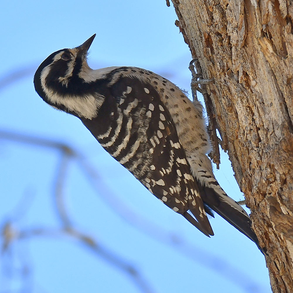 Woodpecker6.jpg