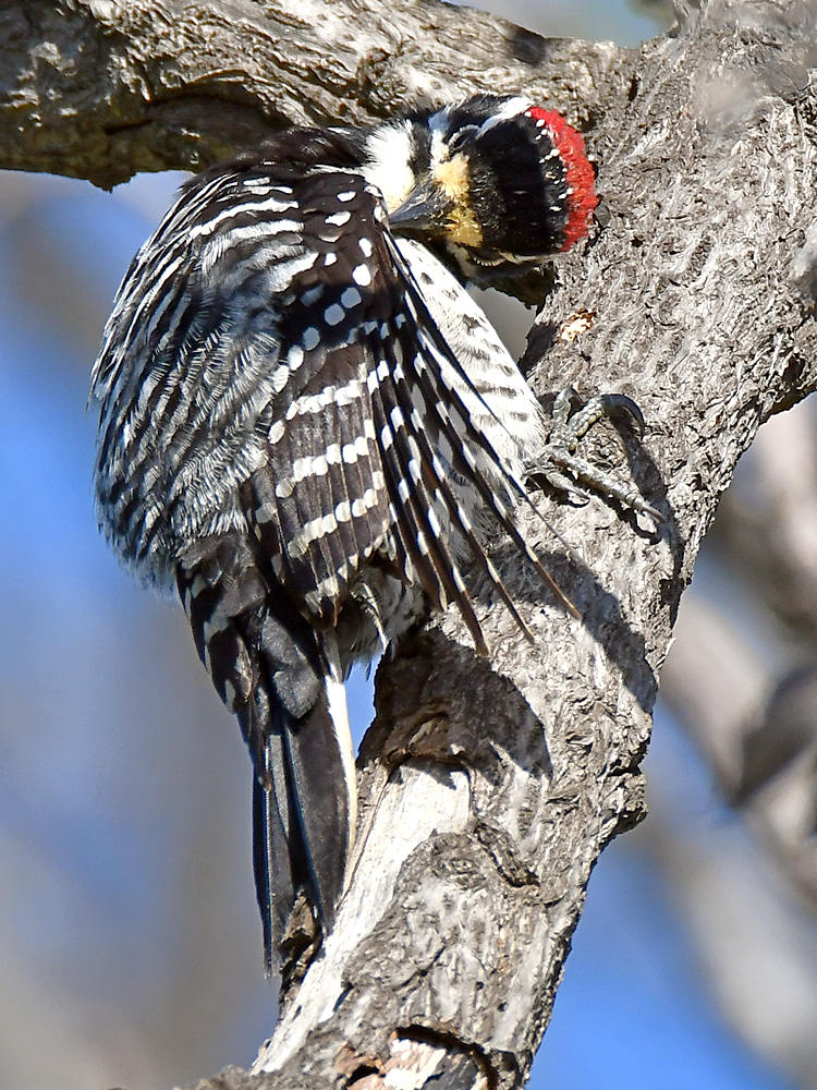 Woodpecker6.jpg