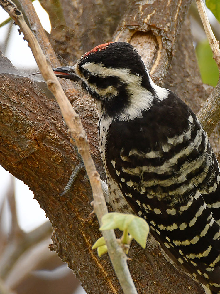 Woodpecker6.jpg