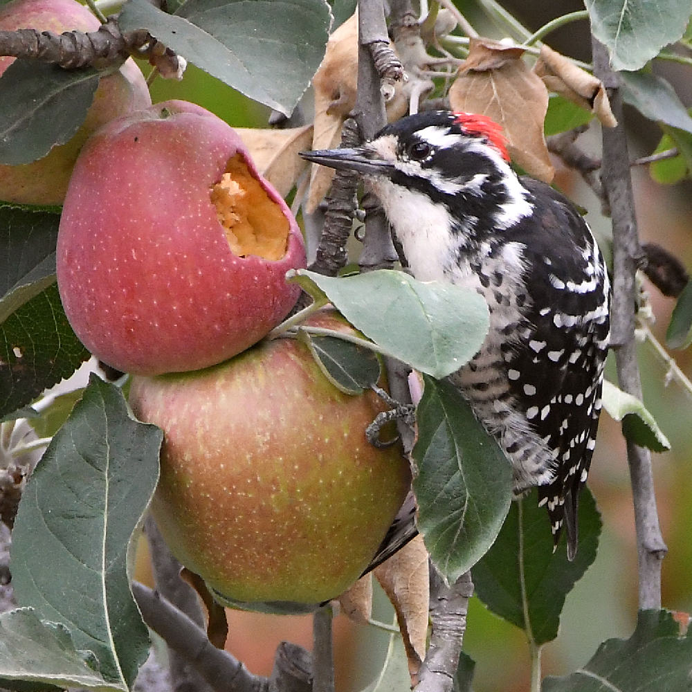 Woodpecker6.jpg
