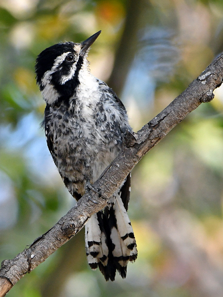 Woodpecker6.jpg
