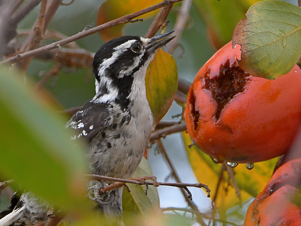Woodpecker6.jpg