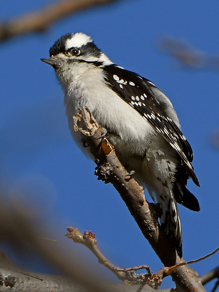 Woodpecker6.jpg