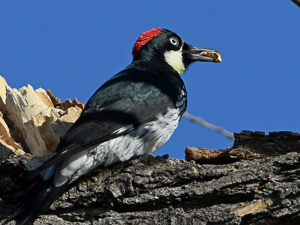Woodpecker6.jpg