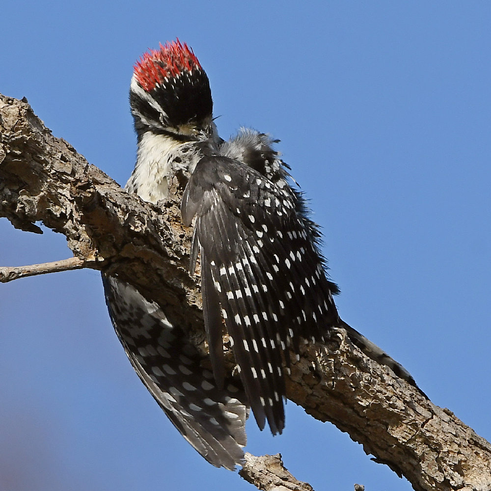 Woodpecker6.jpg