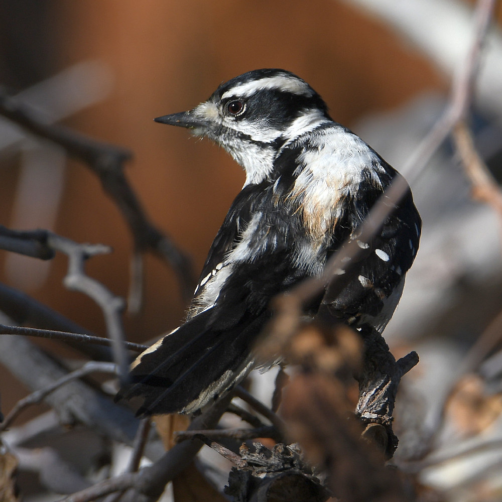 Woodpecker6.jpg
