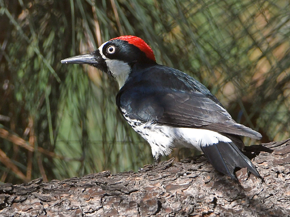 Woodpecker6.jpg