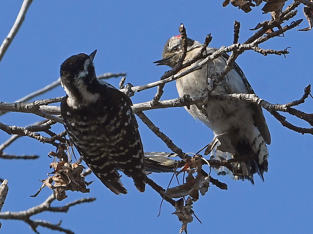 Woodpecker6.jpg