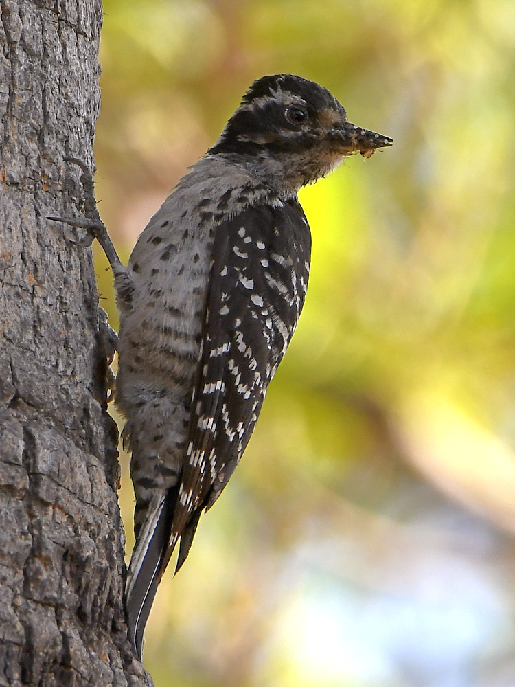 Woodpecker6.jpg