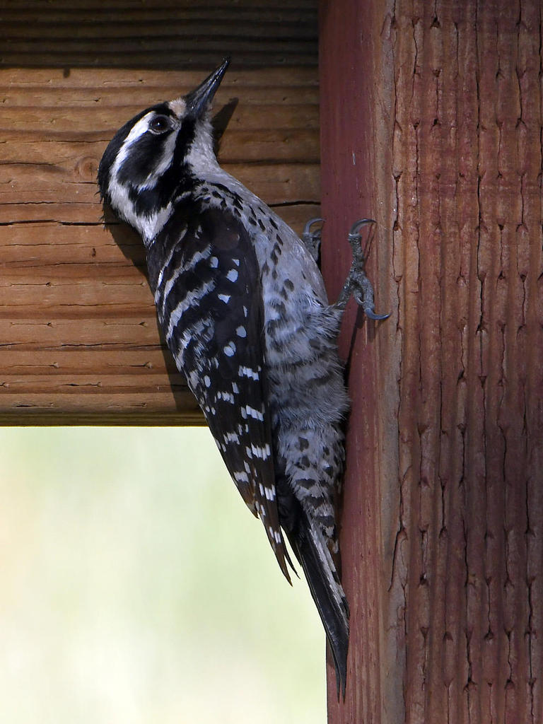 Woodpecker6.jpg