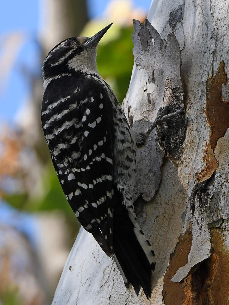 Woodpecker6.jpg