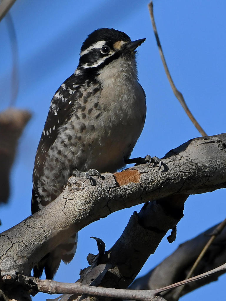 Woodpecker6.jpg