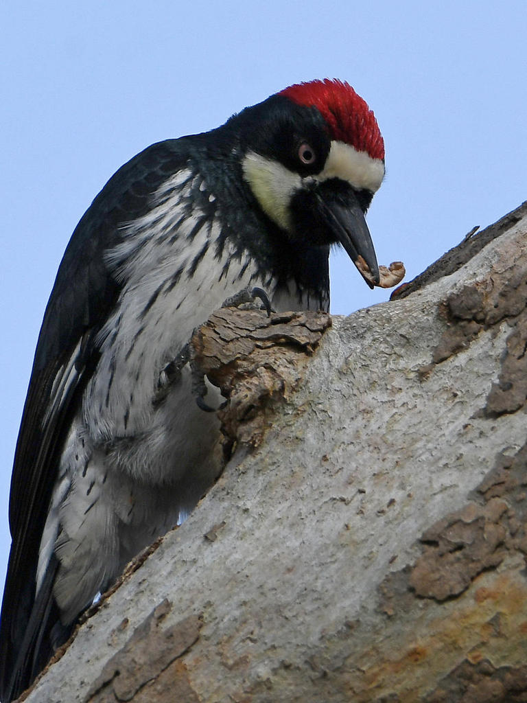 Woodpecker6.jpg