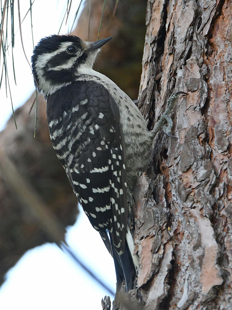 Woodpecker6.jpg