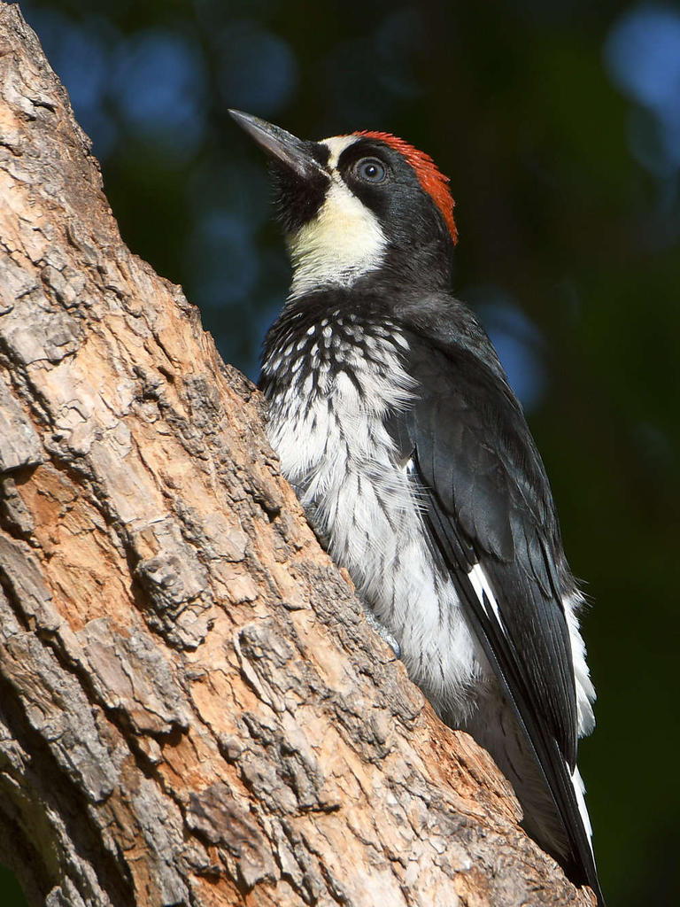 Woodpecker6.jpg