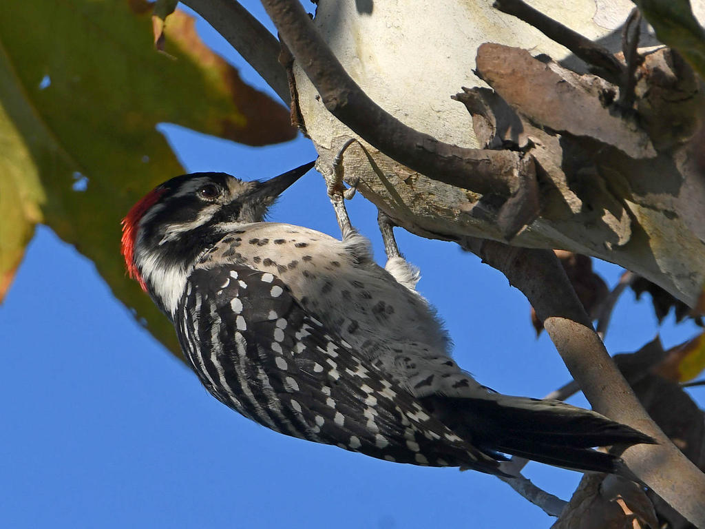 Woodpecker6.jpg
