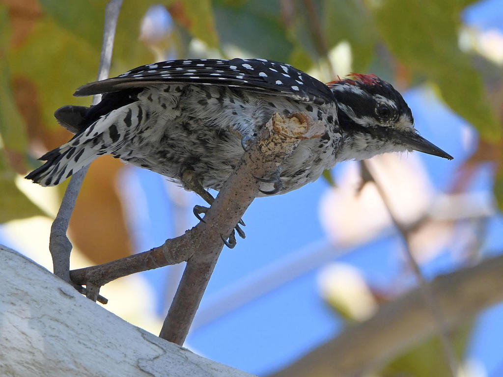 Woodpecker6.jpg