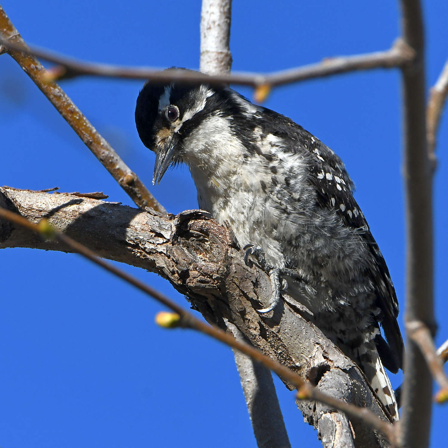 Woodpecker6.jpg