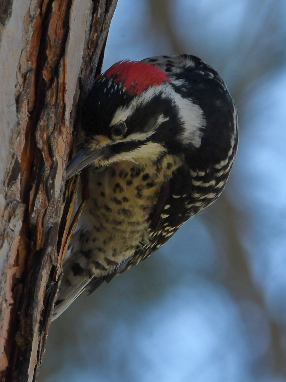 Woodpecker6.jpg