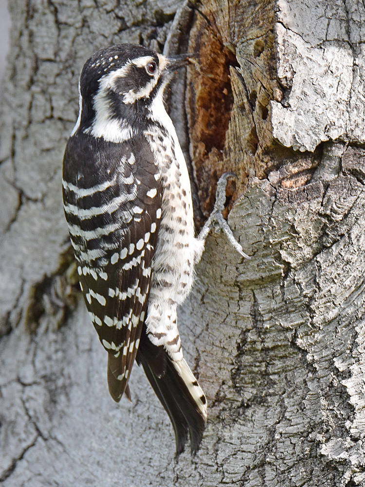 Woodpecker6_2015_03_15.jpg