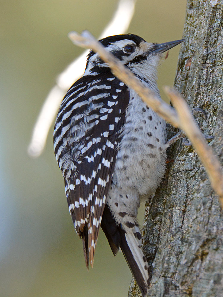Woodpecker7.jpg