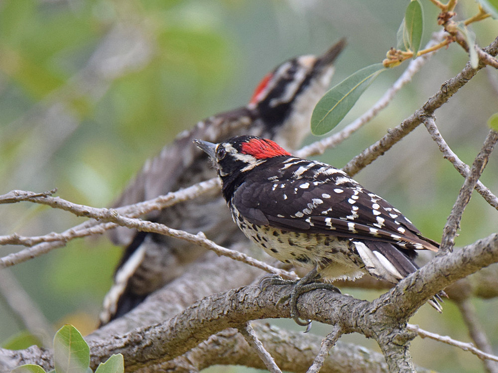 Woodpecker7.jpg