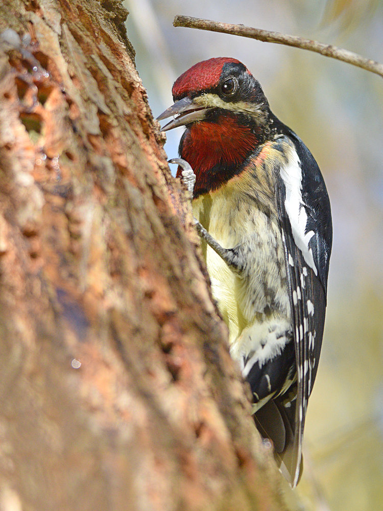 WoodPecker7.jpg