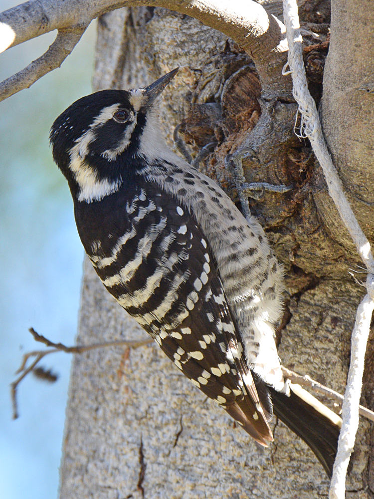 Woodpecker7.jpg
