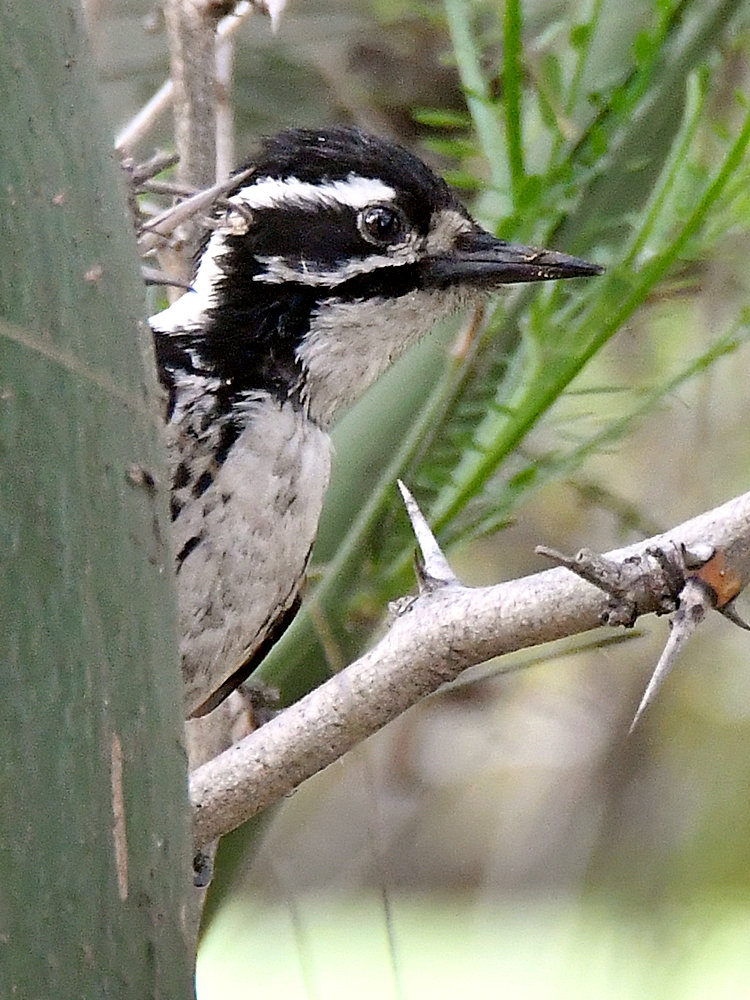Woodpecker7.jpg