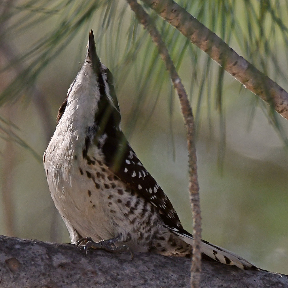 Woodpecker7.jpg