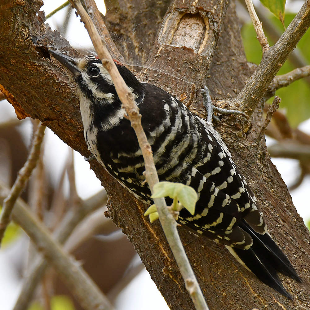 Woodpecker7.jpg