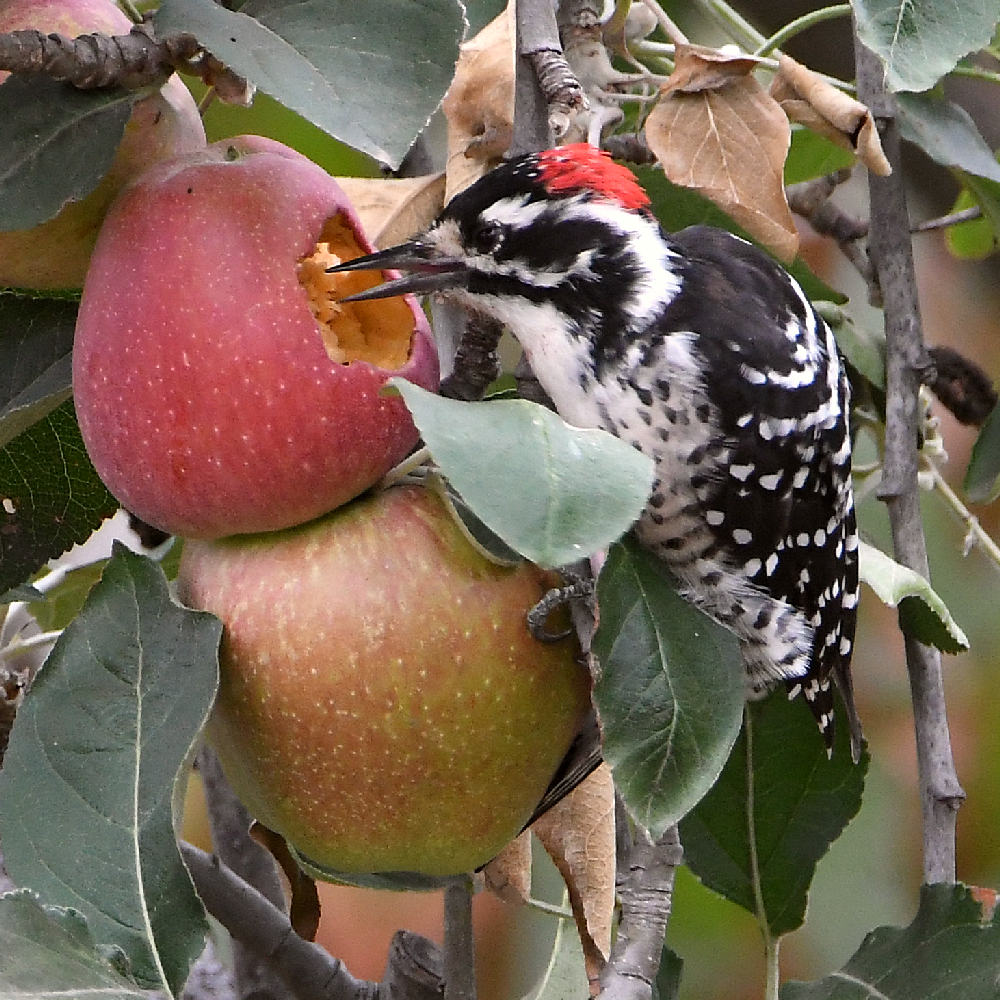 Woodpecker7.jpg