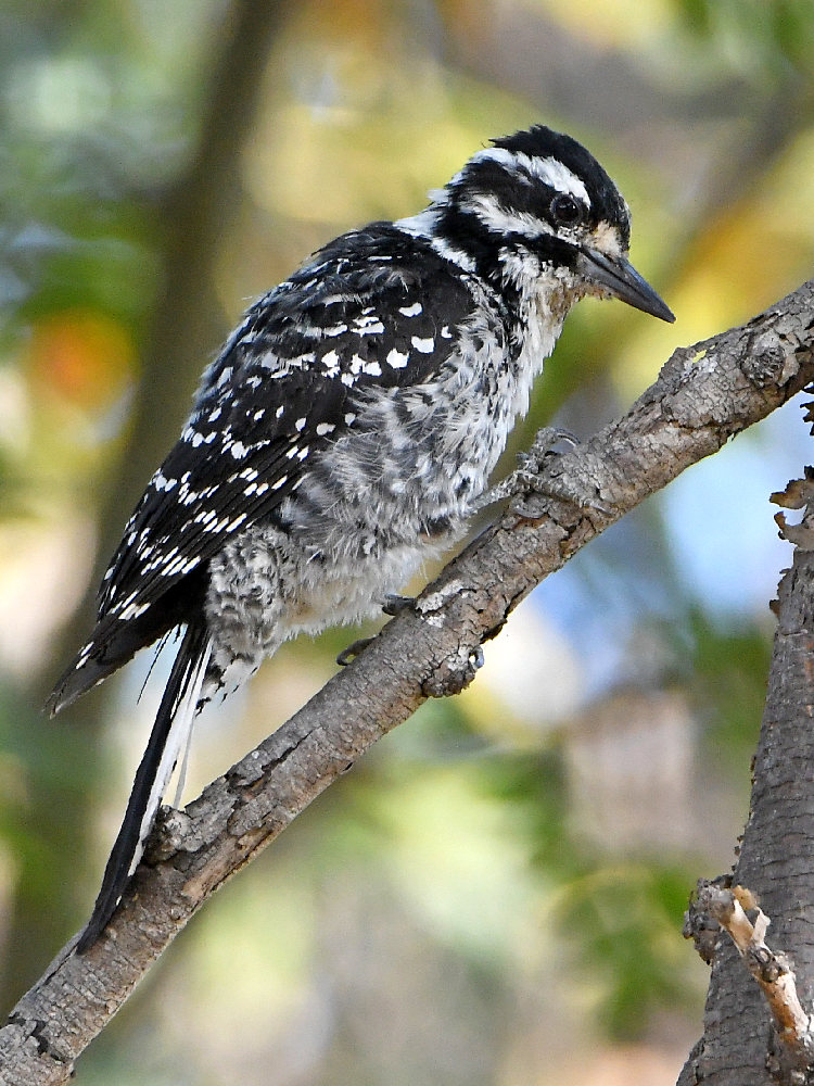 Woodpecker7.jpg