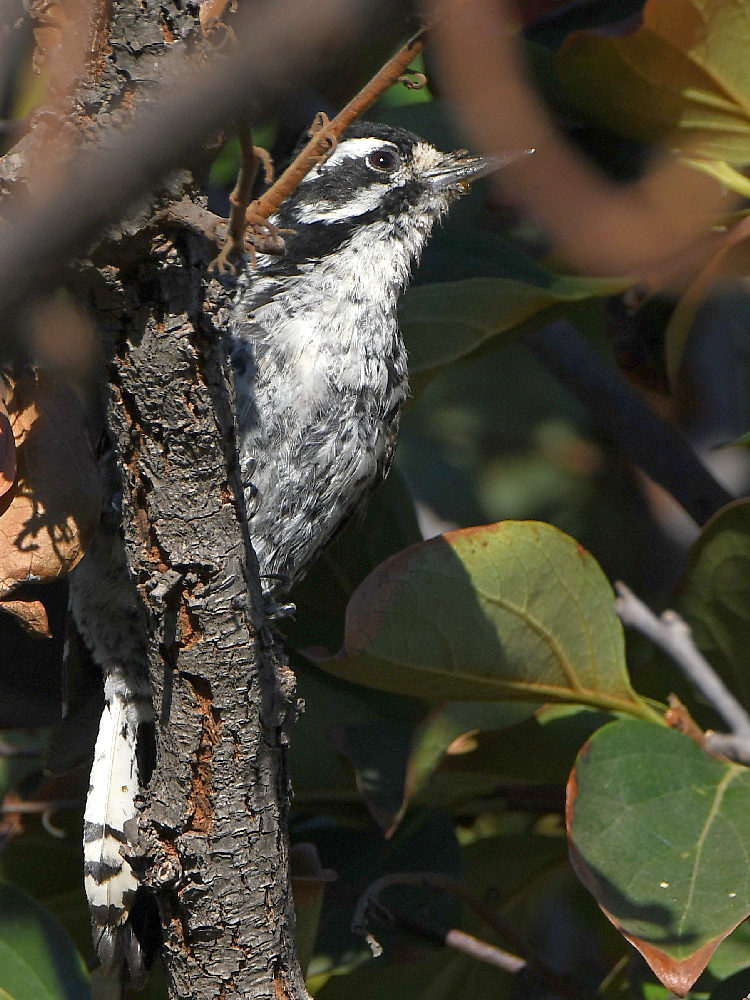 Woodpecker7.jpg