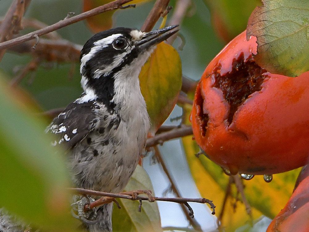 Woodpecker7.jpg