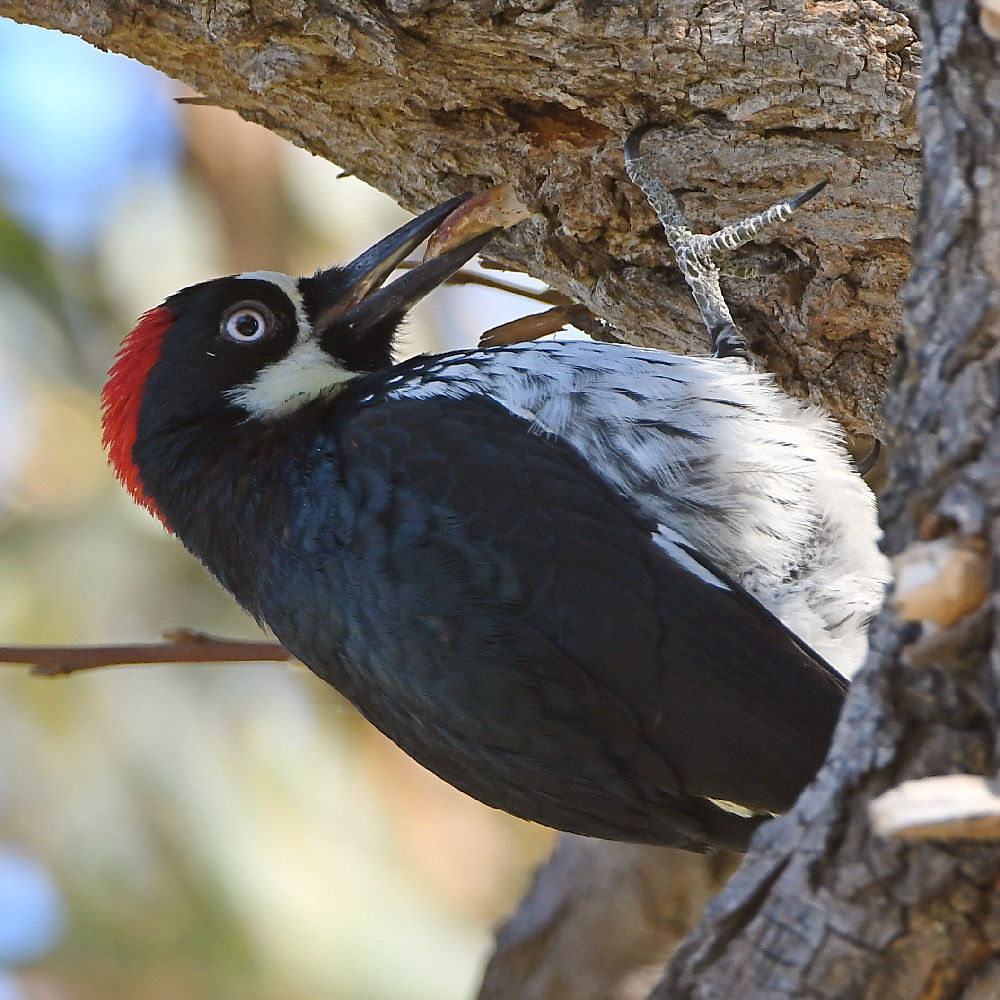 Woodpecker7.jpg