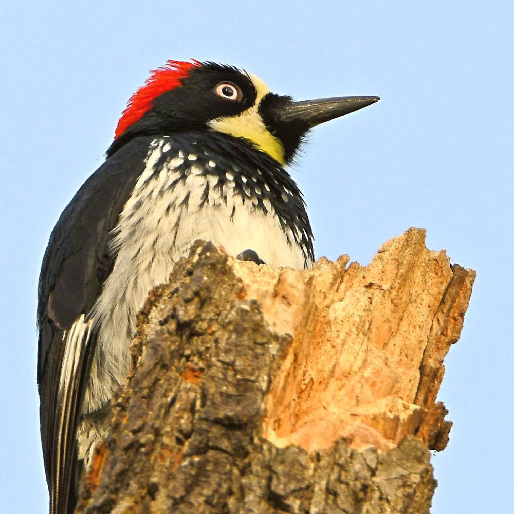 Woodpecker7.jpg