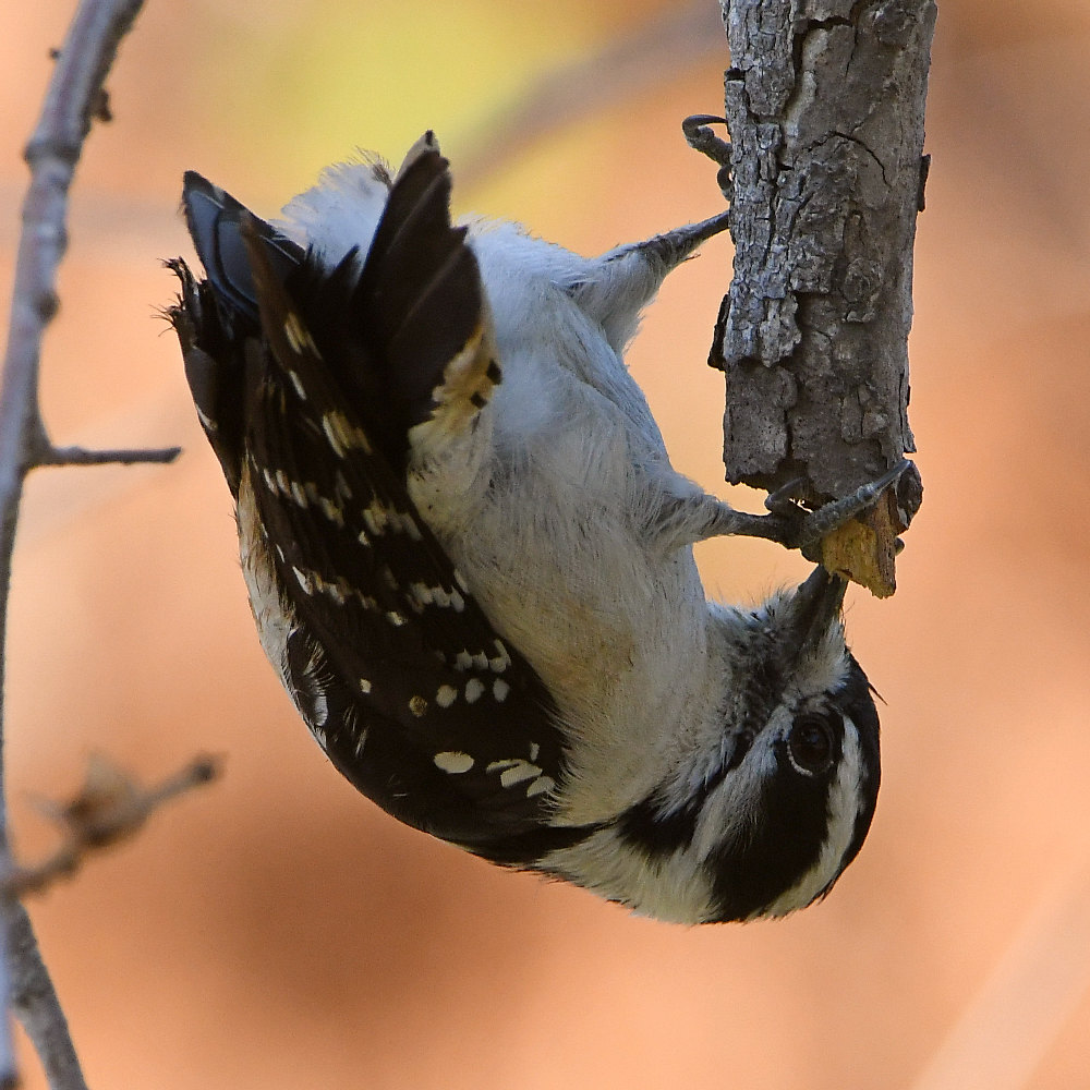 Woodpecker7.jpg
