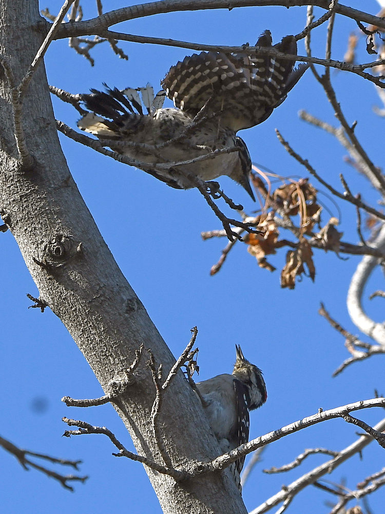 Woodpecker7.jpg