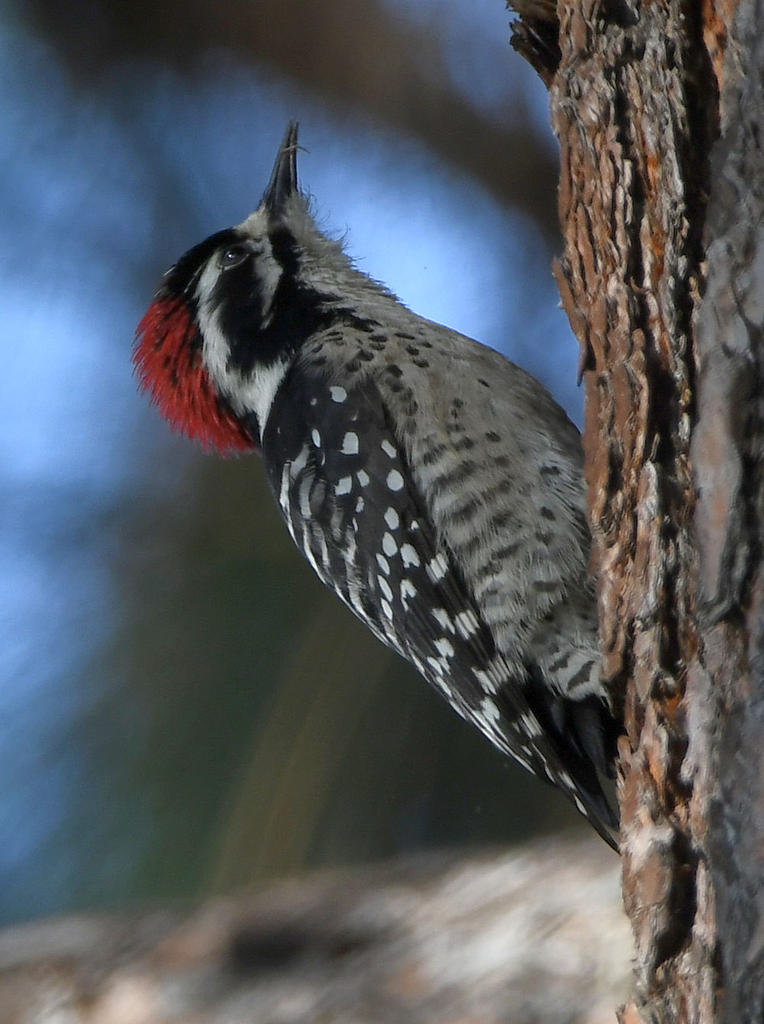 Woodpecker7.jpg