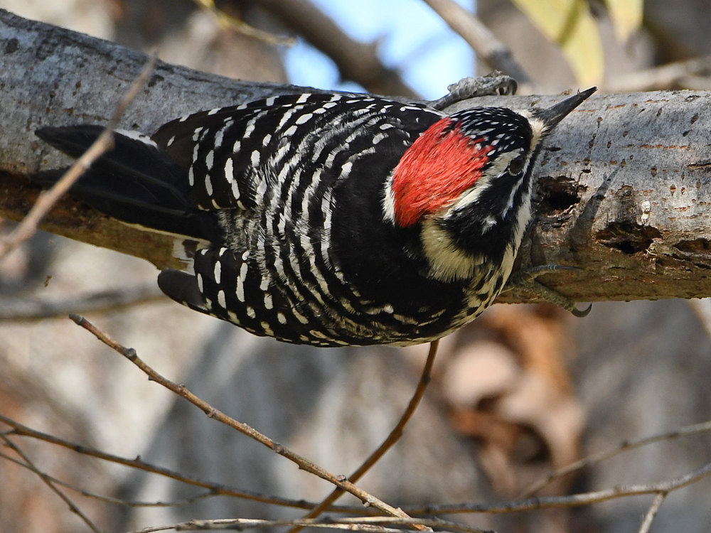 Woodpecker7.jpg