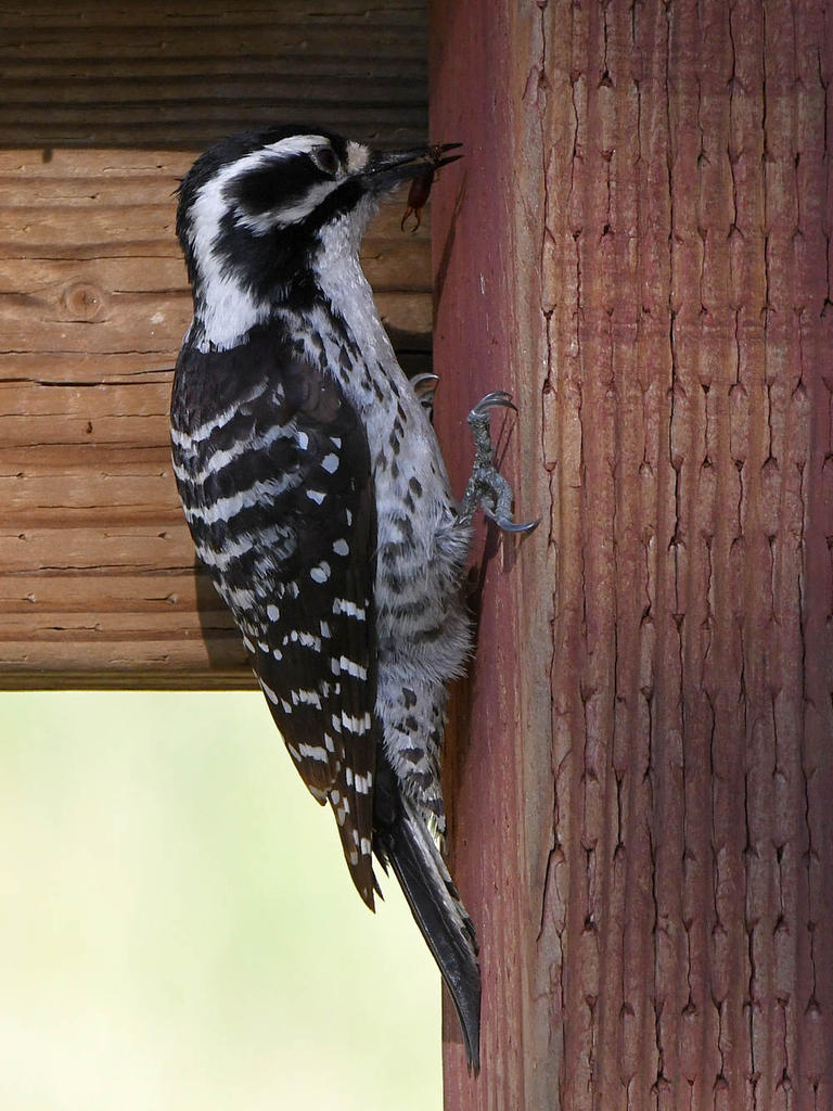 Woodpecker7.jpg