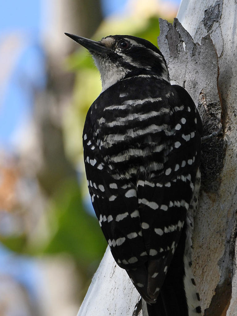 Woodpecker7.jpg