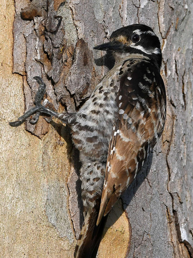 Woodpecker7.jpg