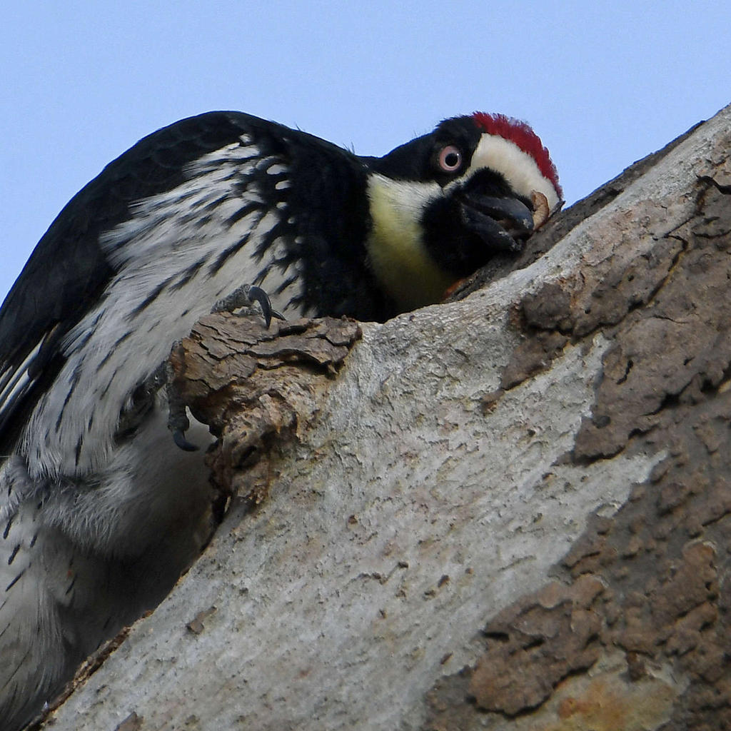 Woodpecker7.jpg