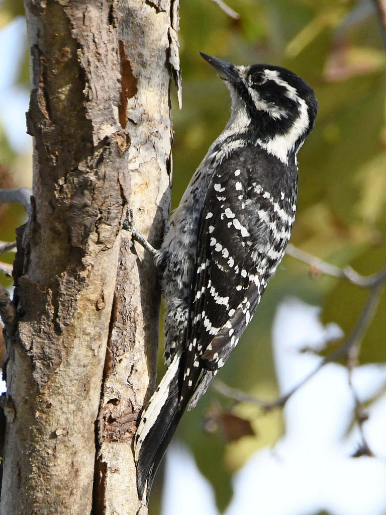 Woodpecker7.jpg